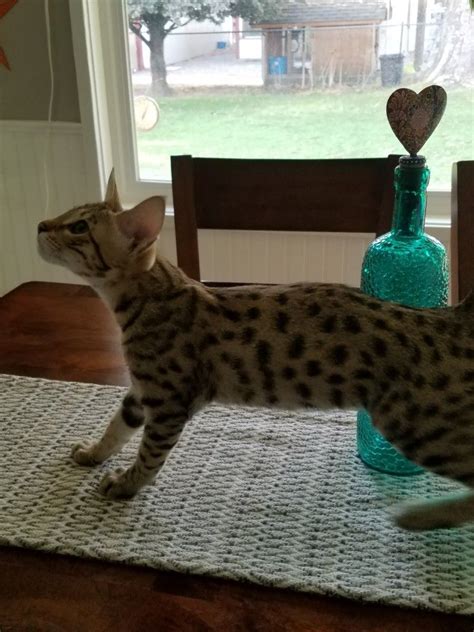 Savannah Cats Pet Home Cat Breeds Cats And Kittens Adoption Exotic