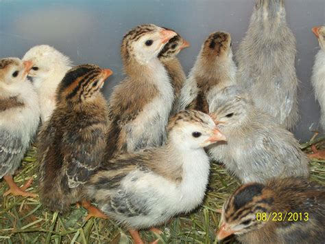 We did not find results for: guinea fowl with chickens (chickens forum at permies)