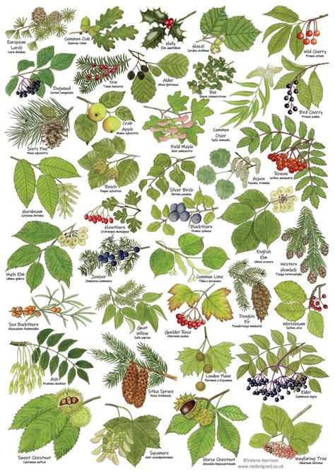 British Tree Leaves Identification A3 Poster Art Print In 2020 Tree