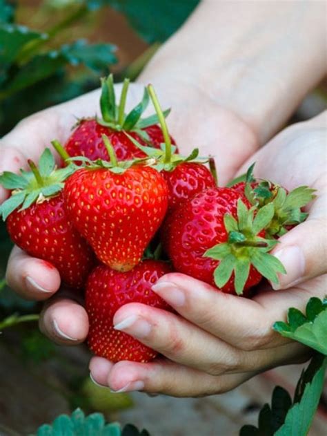 How And When To Harvest Strawberries My Home Garden