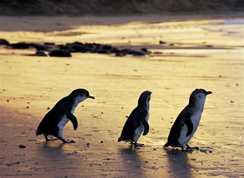 Guide To Phillip Island Tourism Australia