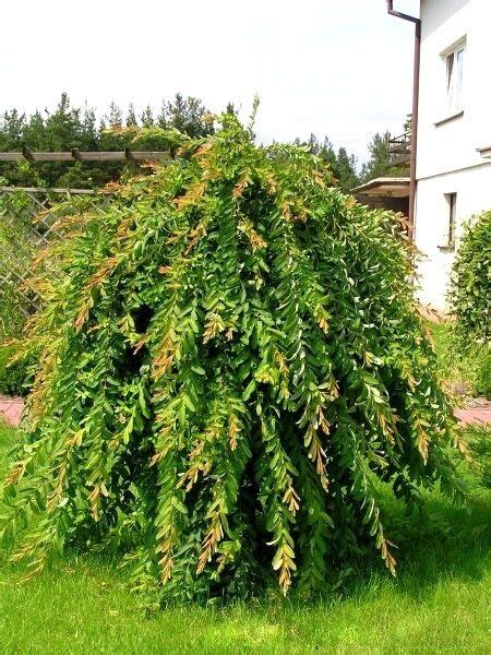 Dwarf Weeping Willow Tree 130 Cm Tall Seedling In The