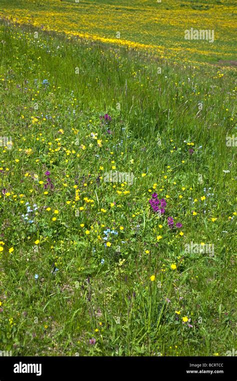 Wildflowers In Alpine Meadow Dolomites Italy Stock Photo Alamy