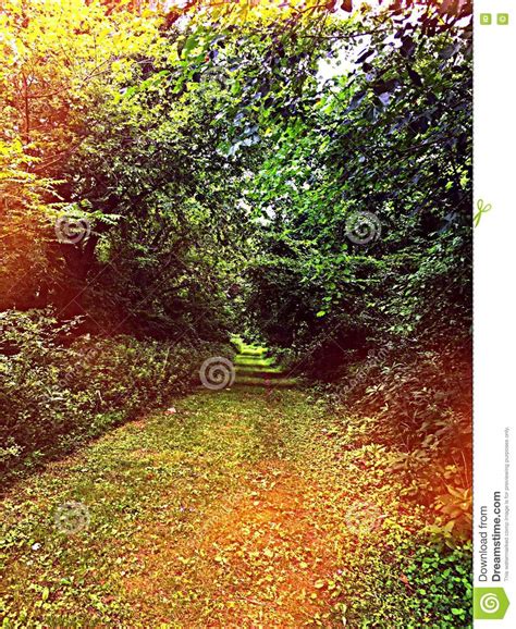 Colorful Pathway On Nature Trail Stock Photo Image Of Colorful