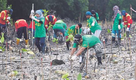 Penanaman Semula Pokok Khasiatpokok