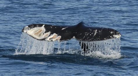 Protecting Marine Mammals With Maritime Tracking Science Connected