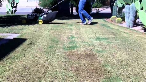 To a certain extent the grass seedlings will shrink or expand according to the available. Overseeding - YouTube