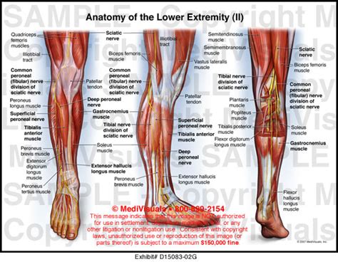 Anatomy Of The Lower Extremity Ii Medivisuals Medical Illustration