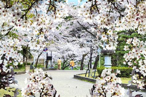 Beautiful Sakura Season Japan — Stock Photo © Nicholashan 55546335