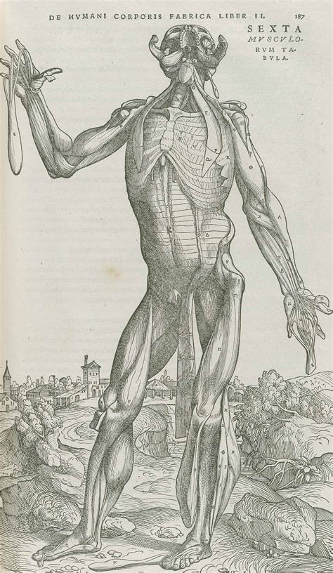 Dream Anatomy Gallery Andreas Vesalius De Humani Corporis Fabrica