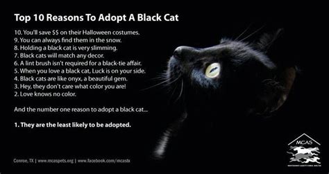Top Ten Reasons To Adopt A Black Cat Black Cat Homeless Pets Cats