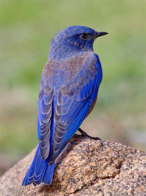 Western Bluebird San Diego Bird Spot