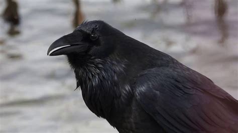 Raven Sounds Youtube
