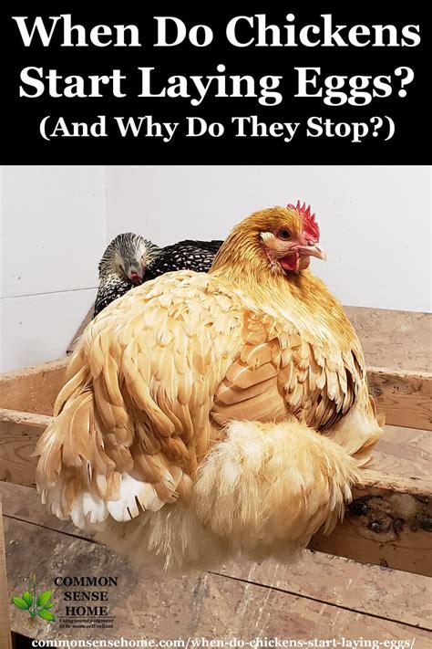 When Do Chickens Start Laying Eggs And Why They Stop