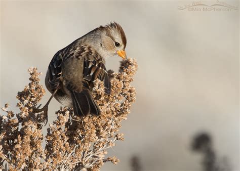 Juvenile White Crowned Sparrow Close Ups On The Wing Photography