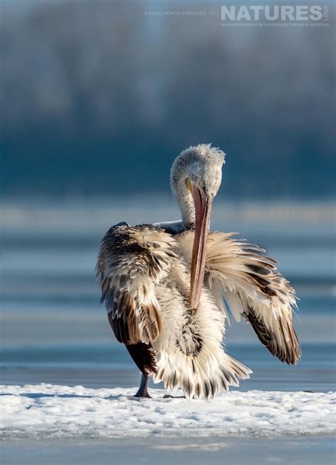 1,759,682 likes · 13,191 talking about this. A frozen Lake Kerkini & the Dalmatian Pelicans - NaturesLens