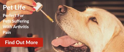 Dog Arthritis Injections The Various Types With Their Proscons