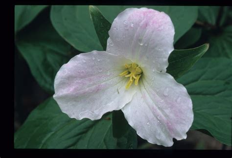 Trillium Blacked