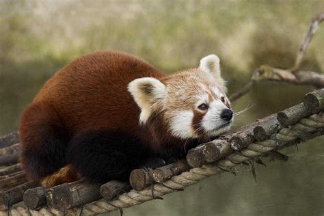 6 National Parks To Spot Red Panda In India