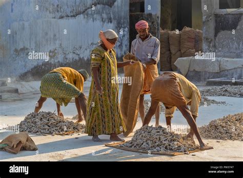 Cochin Kochi India Preparation Of Sun Dried Ginger Tubers Or Rhizomes