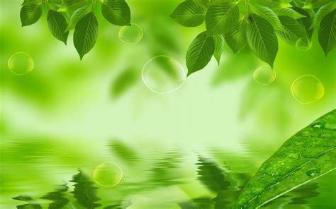 Green Leaves Wallpapers Top Free Green Leaves Backgrounds