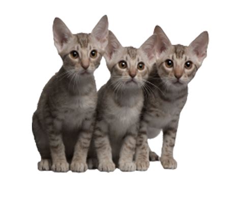 Cats Transparent Image Three Kittens Looking