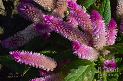 Purple Fuzzy Plant Photograph By Belinda Stucki