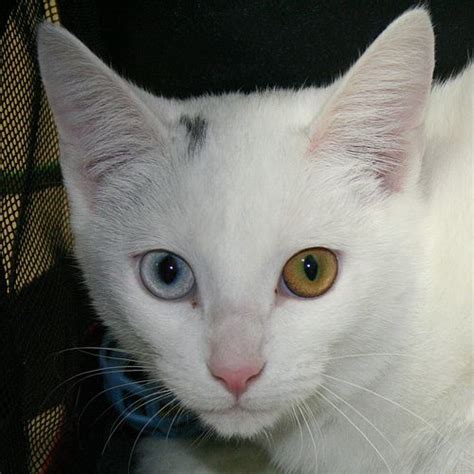 Heterochromia Iridum Cute Cats Cats Beautiful Cats