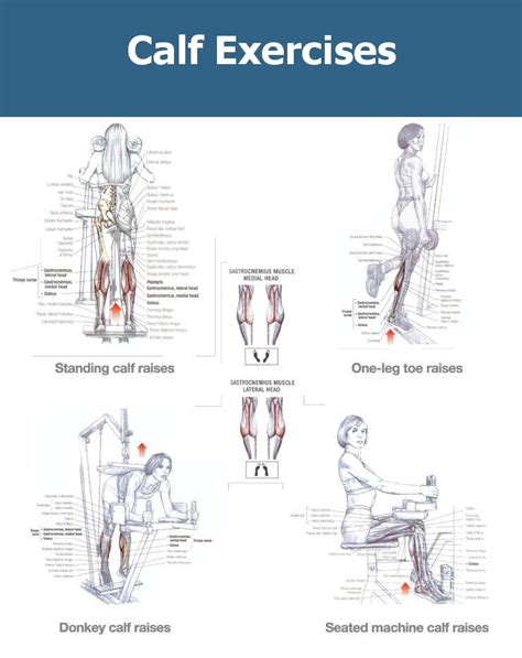 Calf Muscle Exercises For Mass Exercise