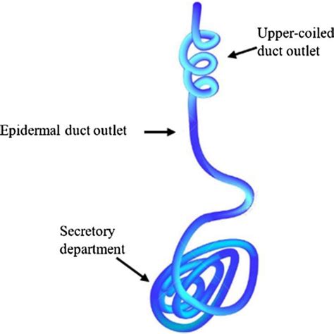 Schematics Of Eccrine Sweat Gland Download Scientific Diagram