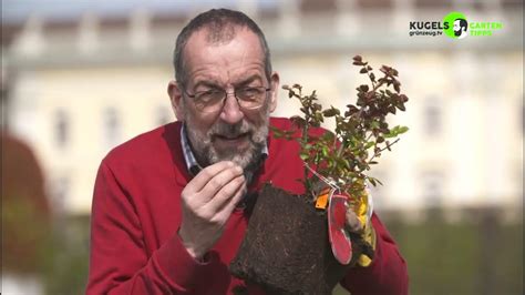 rosen richtig pflanzen gartentipps von volker kugel grünzeug tv youtube