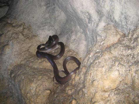 Island Snake Cave Snake Project Noah