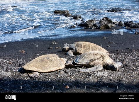 Green Sea Turtles On Black Sand Beach Hawaii Female Protected