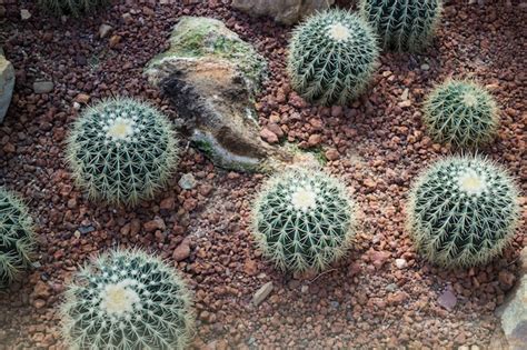 Premium Photo Group Of Succulents And Cactus Growing