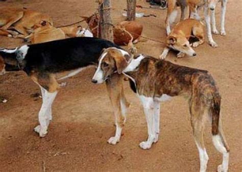 What Breed Are Nigerian Local Dogs