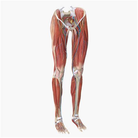 3d Model Human Legs Anatomy Muscles