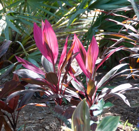 Cordyline Florica Plant