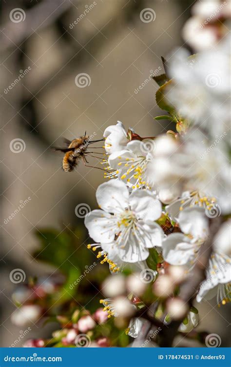 Dark Edged Bee Fly Bombylius Major Feeding On Cherry Blossom Stock