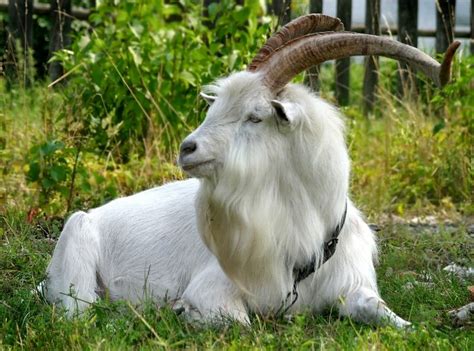Alpine Goat Buck Rare Animals Animals And Pets Alpine Goats Fauna