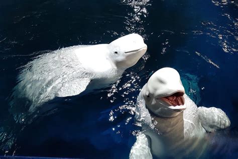 Iceland Releases Two Captive Beluga Whales Into Its Open Sea Sanctuary