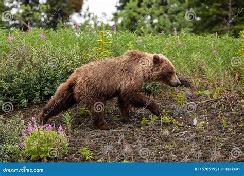 Brown Bear And Grizzly Bear On Meadows Stock Image Image Of Predator