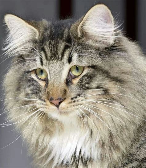 Looks Like My Gertie Norwegian Forest Cat Gorgeous Cats Forest Cat
