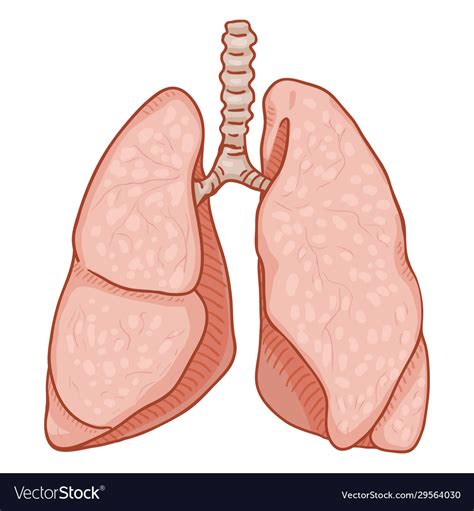 Cartoon Human Lungs Anatomical Organ Royalty Free Vector