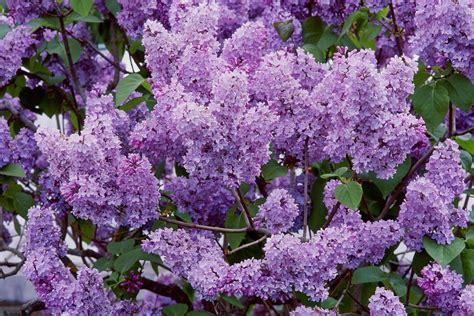 Syringa Vulgaris Louis Van Houtte Mass Of Purple Blossom Landscaping