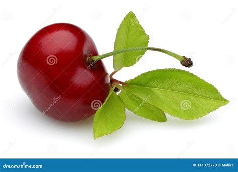 Ripe Red Cherry With Stalk And Leaf Isolated Stock Photo Image Of