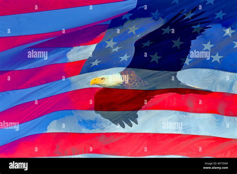 Bald Eagle In Flight And Us Flag Composite Stock Photo Alamy