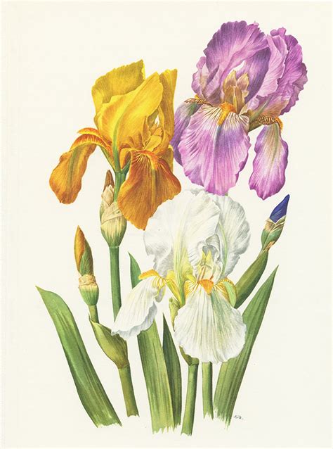 Yellow Iris Wall Art Print 1964 Vintage Botanical Art