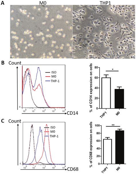 Pma Promotes The Differentiation Of Human Thp 1 Monocytes Into