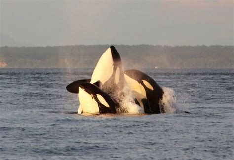 Orca Pods Put On A Show As They Play In The Salish Sea
