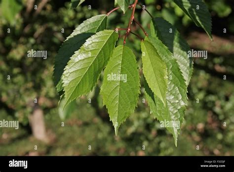 Wild Cherry Prunus Avium Close Up Of Leaves Growing In Woodland